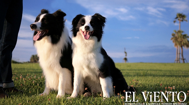 ボーダーコリー ノーフォークテリア専門犬舎 El Viento 仔犬販売 健康で元気な子犬をご提供